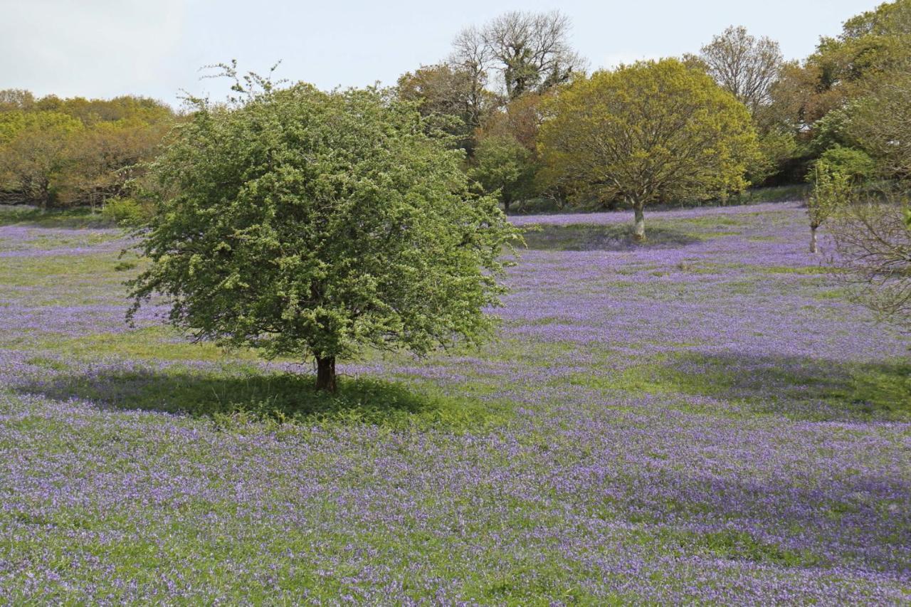Lovaton Farmhouse Okehampton Dış mekan fotoğraf